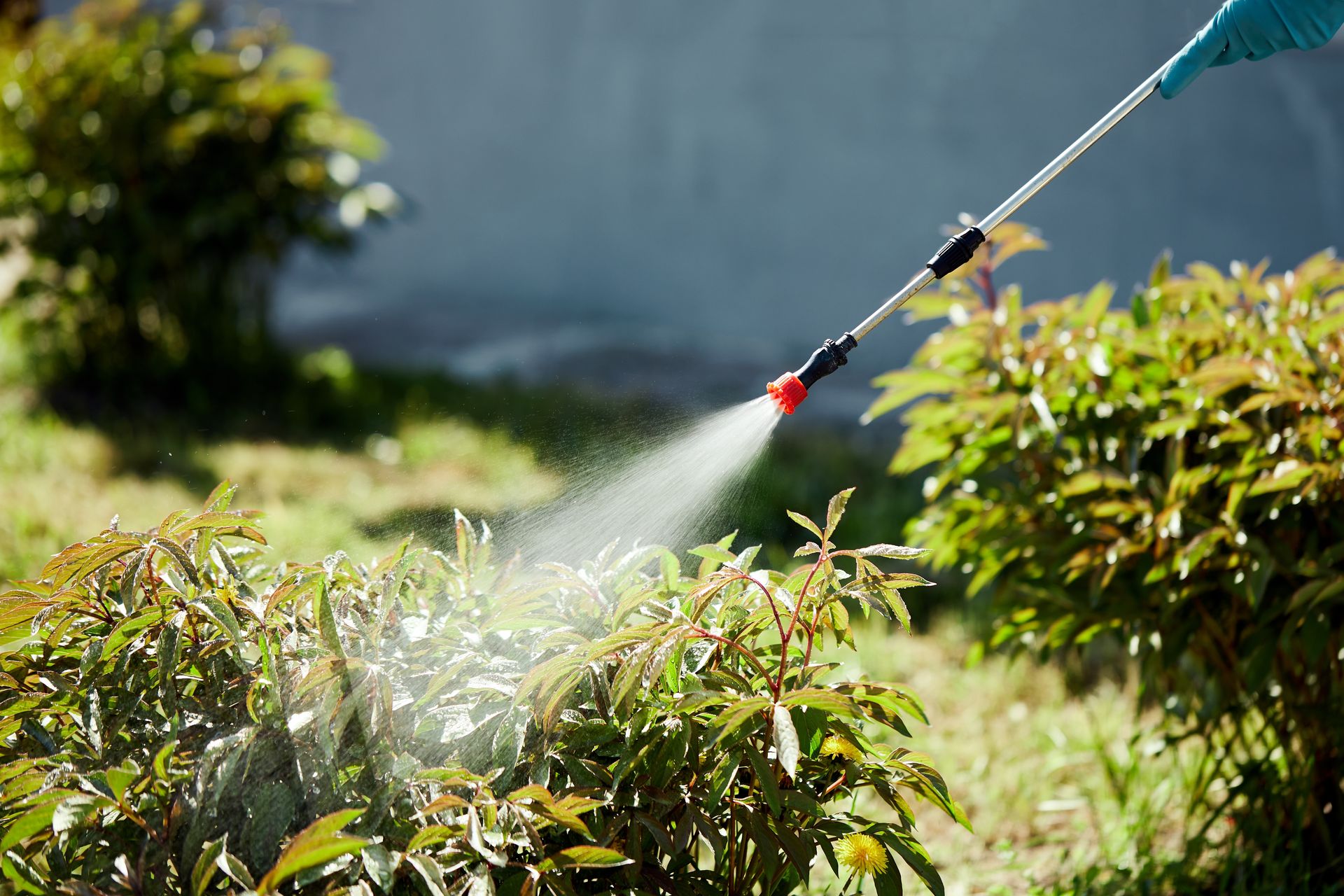 Person spraying water on green bushes in a sunny garden