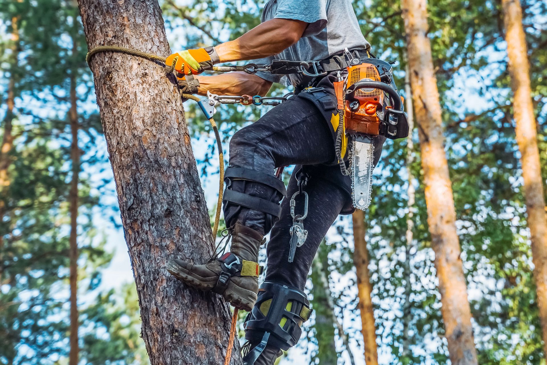 Worker using a chainsaw to trim a tree trunk in a forest
