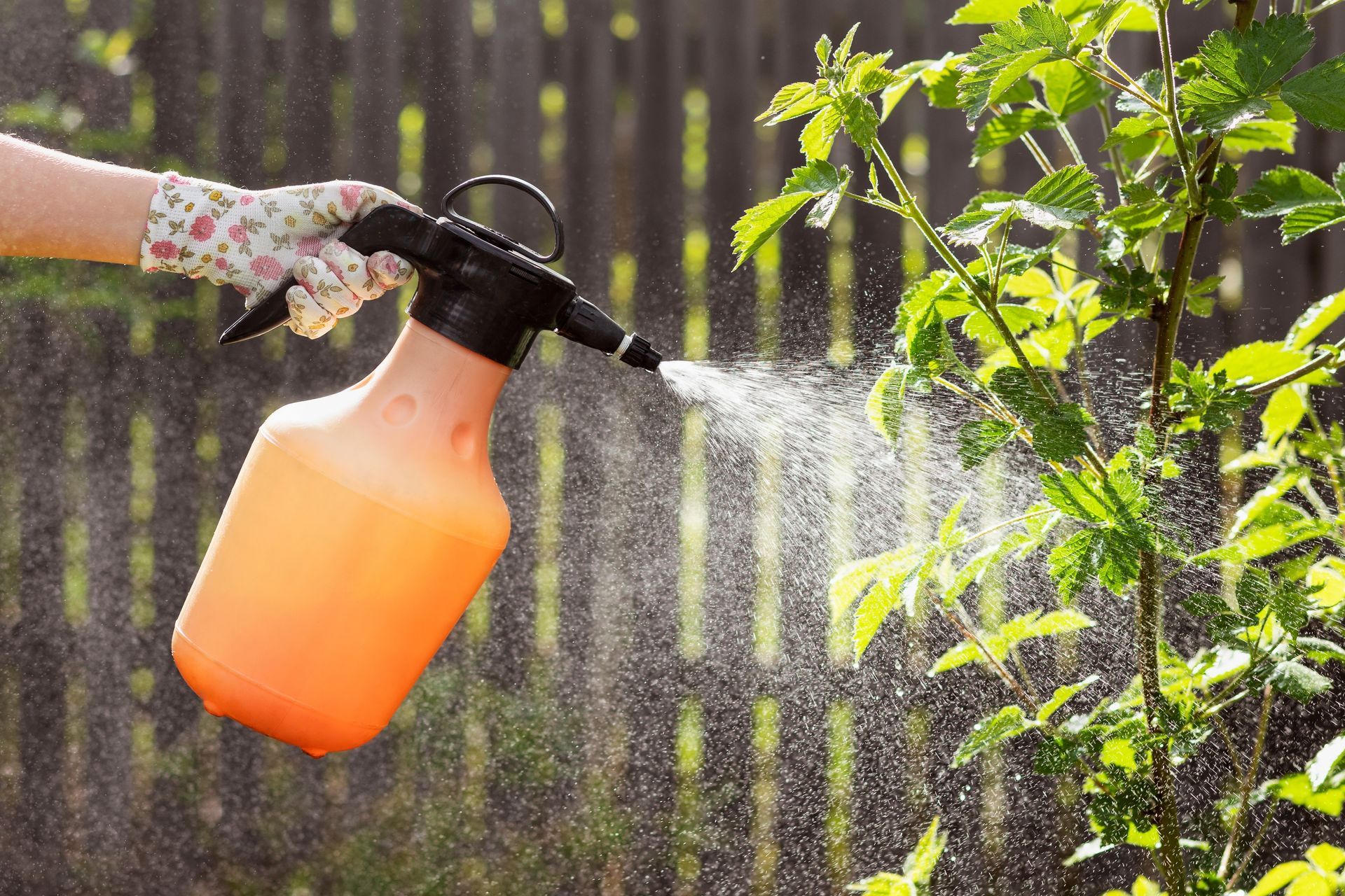 Person spraying orange pesticide on garden plants with a black sprayer bottle