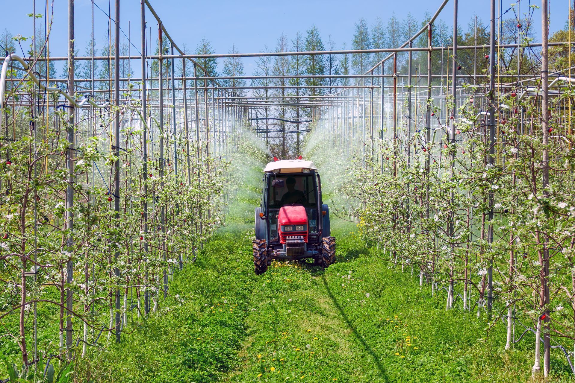 Tractor driving through a flowering orchard row with trellis wires overhead
