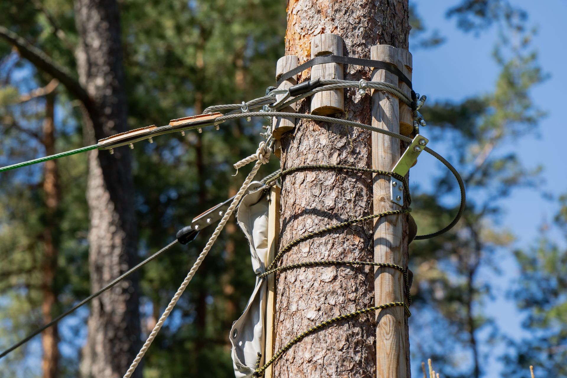 Close-up of a tree trunk with cables and straps attached in a sunny forest.