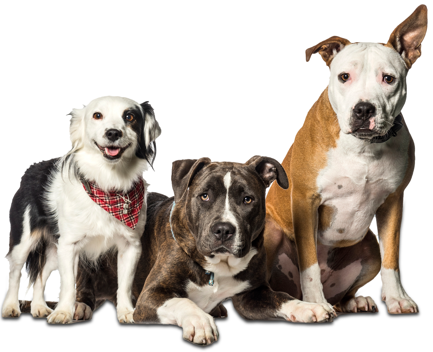 Three Dogs with Different Breeds - Riverview, MI - Riverview Animal Hospital Three Dogs with Different Breeds - Riverview, MI - Riverview Animal Hospital