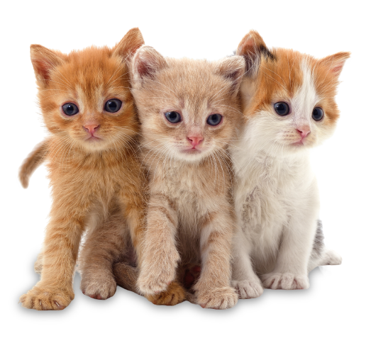 Three Orange Kittens - Riverview, MI - Riverview Animal Hospital Three Orange Kittens - Riverview, MI - Riverview Animal Hospital