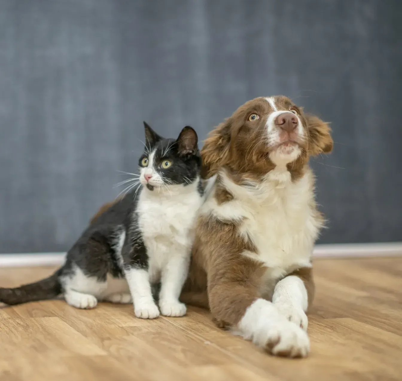 Cat and Dog Best Friends - Riverview, MI - Riverview Animal Hospital