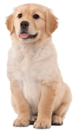 Cute Golden Retriever - Riverview, MI - Riverview Animal Hospital