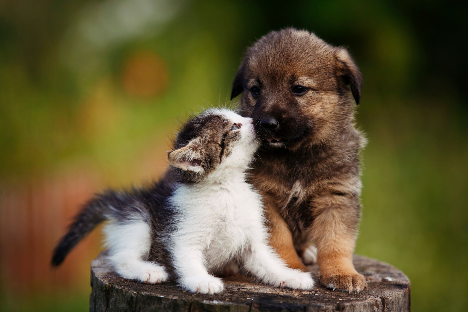 Cute Puppy and Kitten on the Bark Outdoors - Riverview, MI - Riverview Animal Hospital Cute Puppy and Kitten on the Bark Outdoors - Riverview, MI - Riverview Animal Hospital