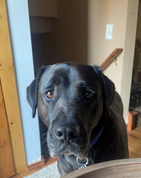 Black Labrador - Riverview, MI - Riverview Animal Hospital