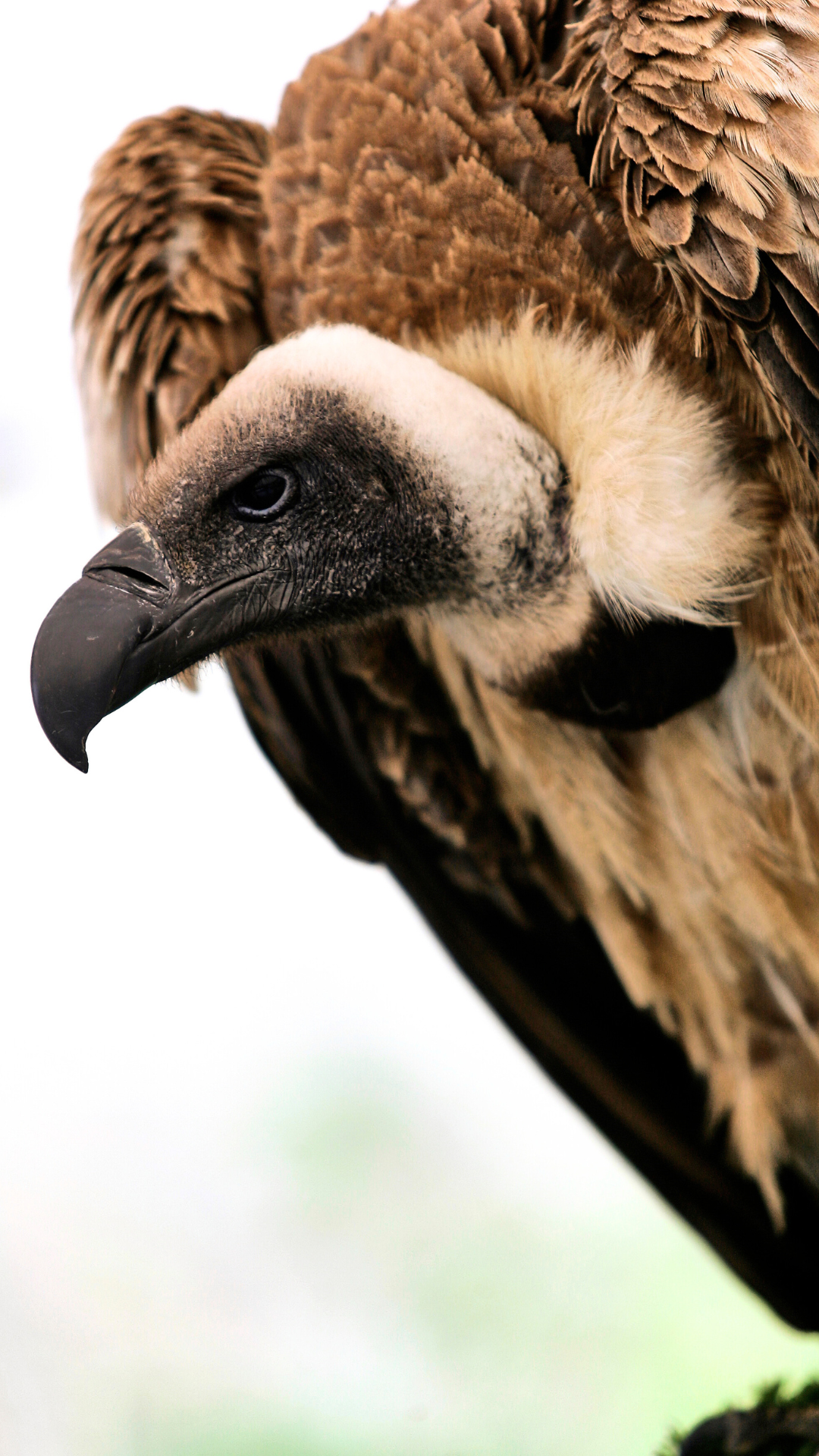 A close-up of a vulture with a bald head, dark beak, and brown and white feathers.