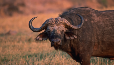 A close up of a buffalo standing in a field.