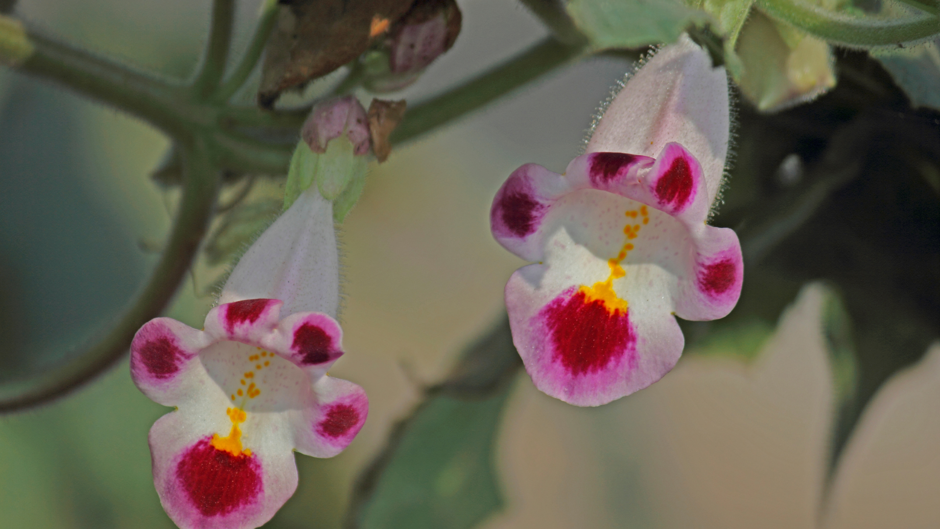 Trumpet-shaped flower of the Devil's Claw