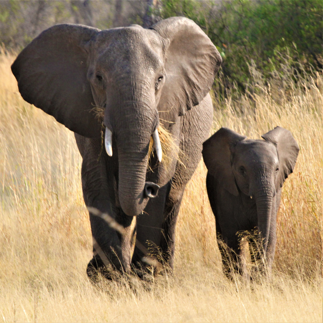 An elephant and a baby elephant are walking through tall grass