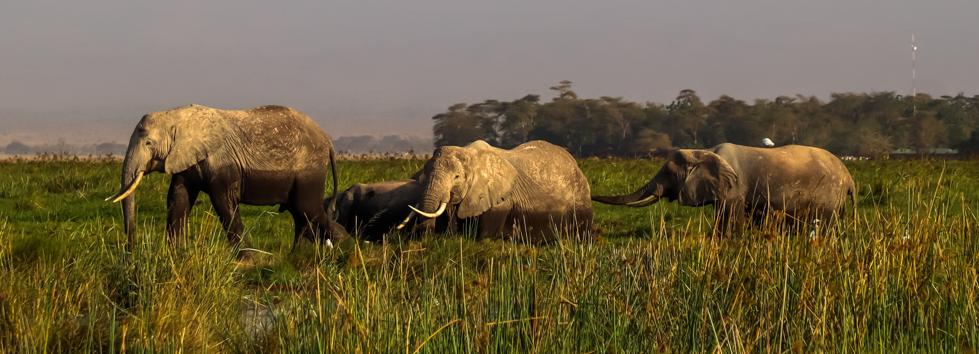 Three elephants grazing in tall grass on a savanna at dusk