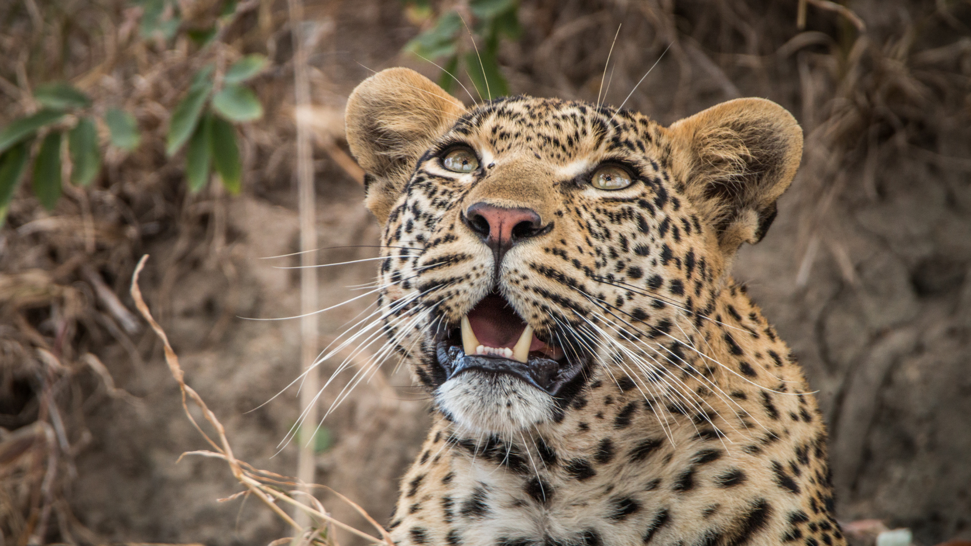 Leopard in the Sabi Sands Game Reserve