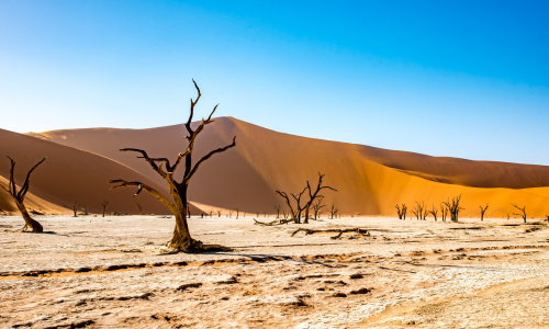 A desert landscape with trees and sand dunes in the background.