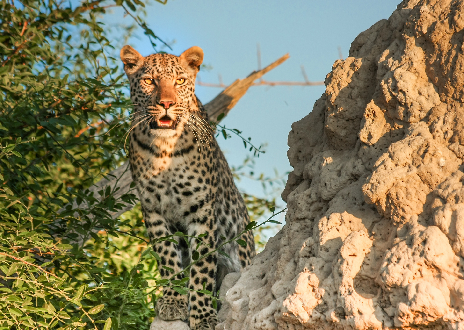 Leopard peeking from behind rocks in a sunny natural landscape