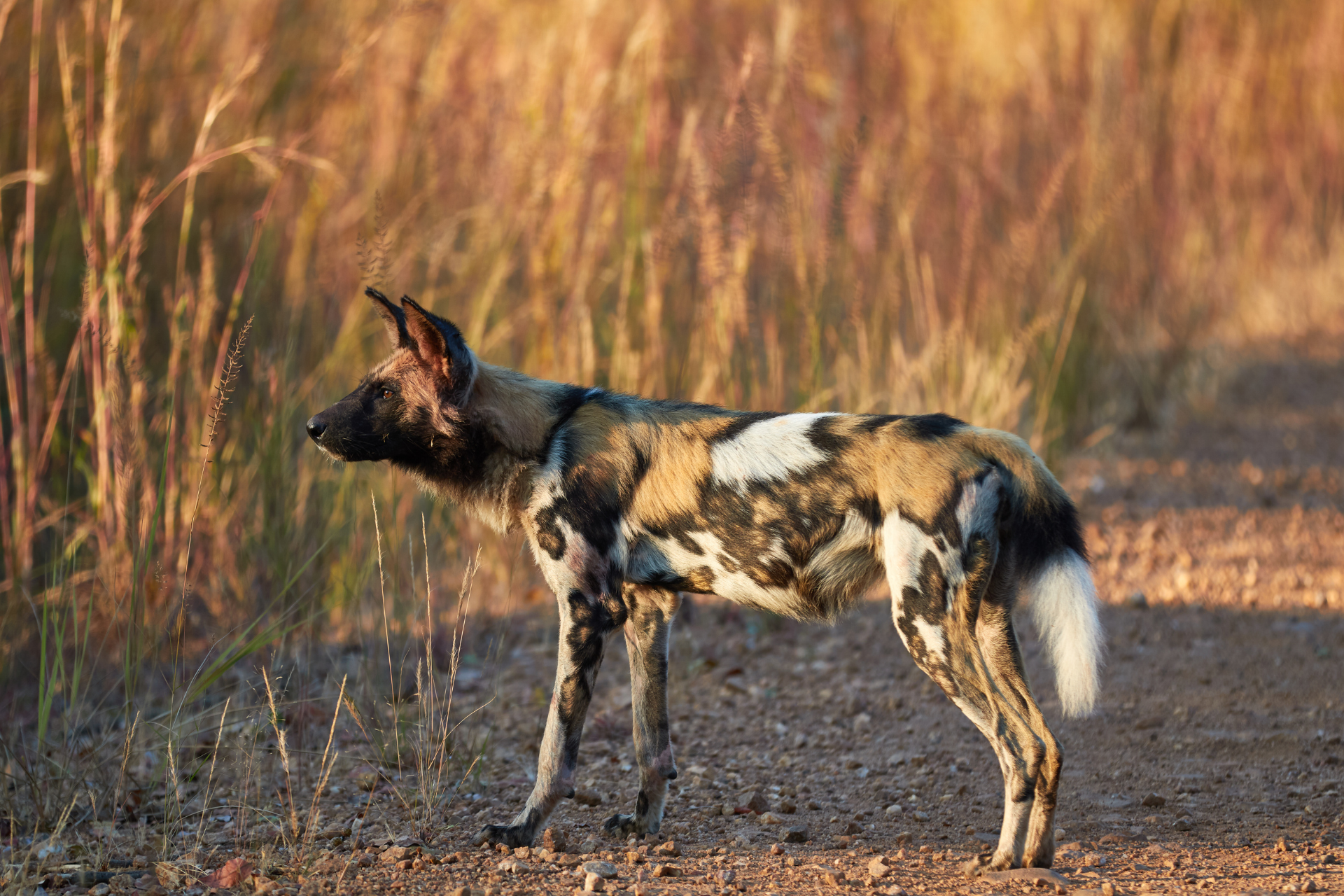 A wild dog is standing on a dirt road in a field.