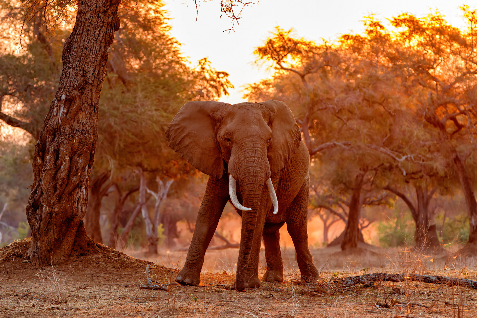An elephant is standing in the middle of a forest at sunset.