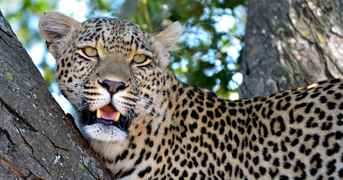 Spotted leopard resting on a tree branch with mouth open in a forest canopy