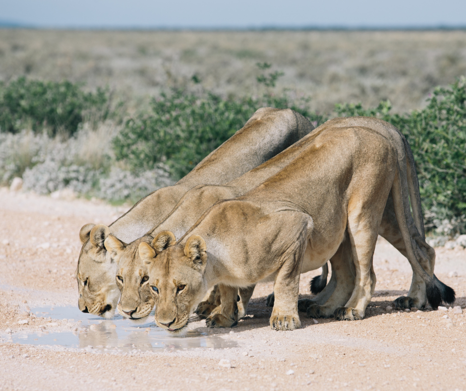 Three lionesses drinking from a puddle on a dirt road in a dry, grassy landscape.