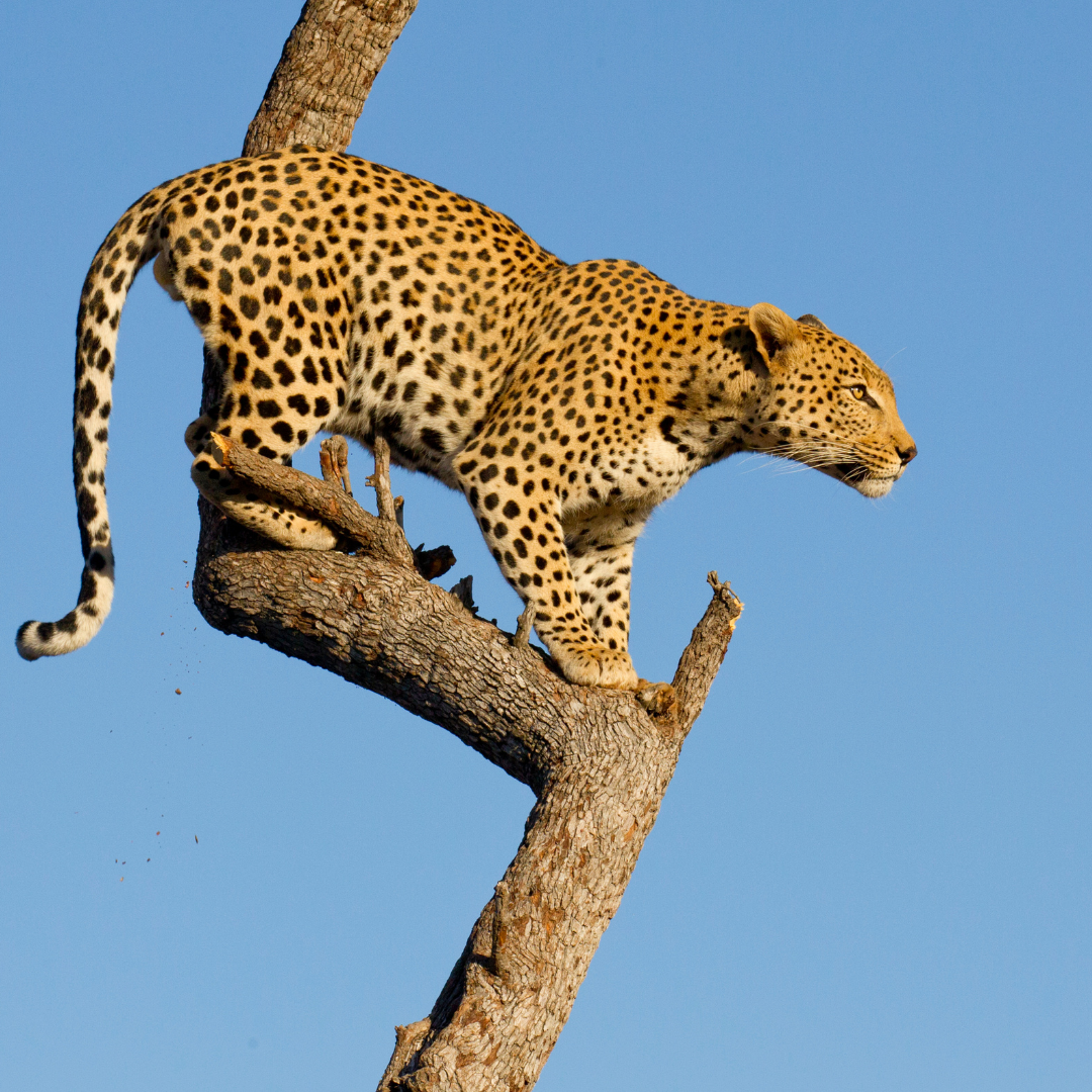A leopard is standing on a tree branch against a blue sky