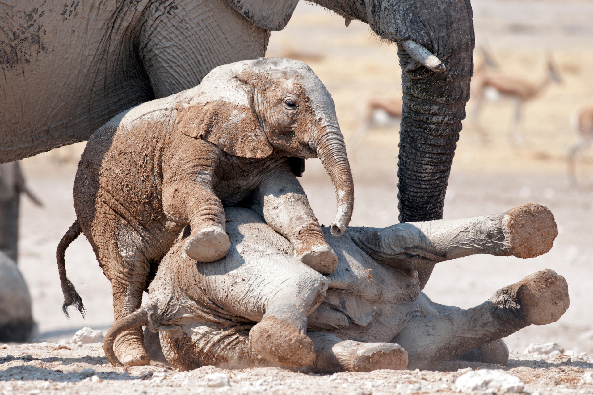 Two baby elephants are playing with each other in the dirt