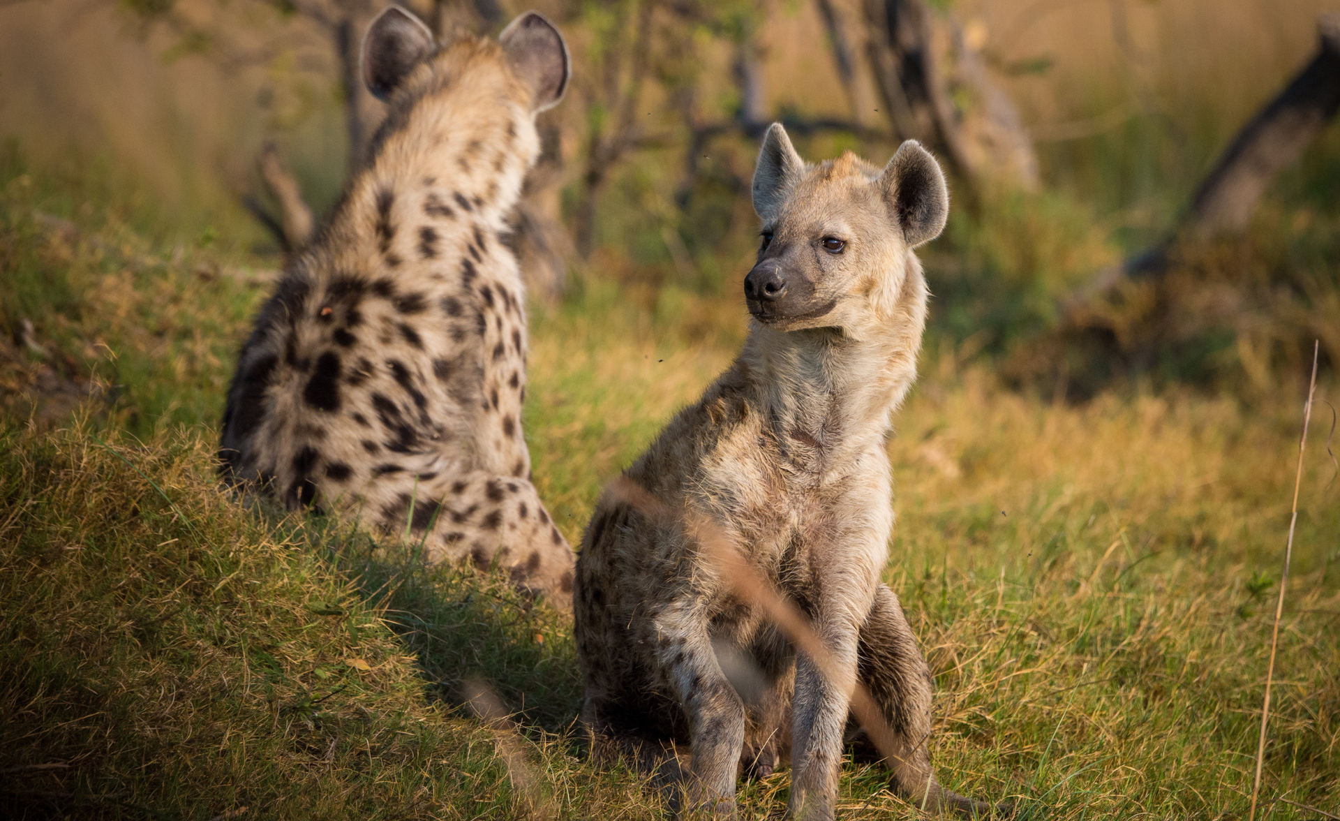 Two spotted hyenas sitting in tall grass, one looking toward the camera