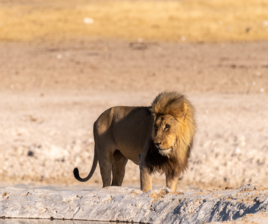 Male lion standing on a sandy plain, facing forward in warm golden light