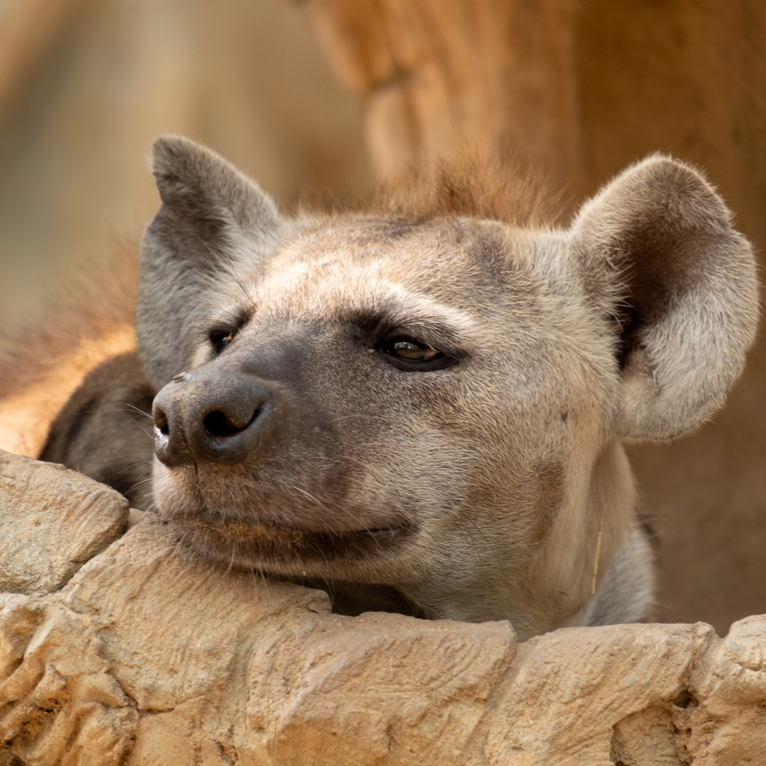 A close up of a hyena laying on a rock.