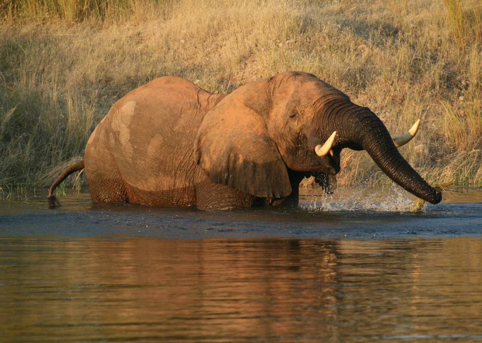 African elephant cooling off in water, trunk spraying, in a river. Brown, beige.