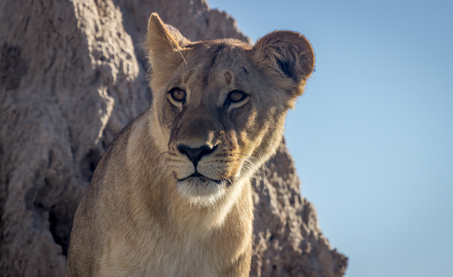 Lion cub peering over a rocky ledge under a clear blue sky