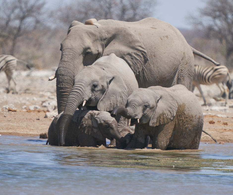 Elephant family drinking at a waterhole, with a calf and adults clustered at the shore.
