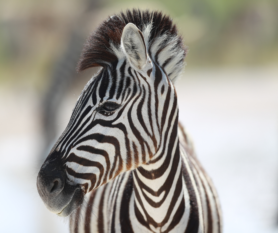 Close-up of a zebra with black-and-white stripes and a blurred light background