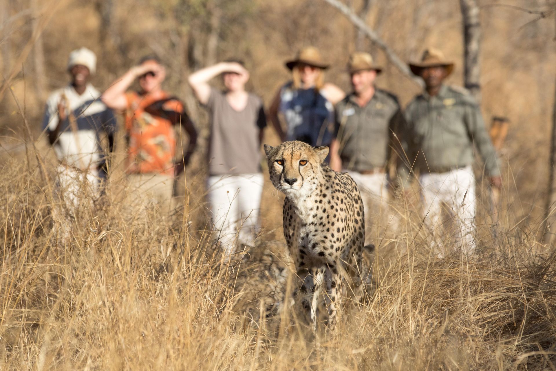 Cheetah walking through dry grass with a group of safari guides in the background