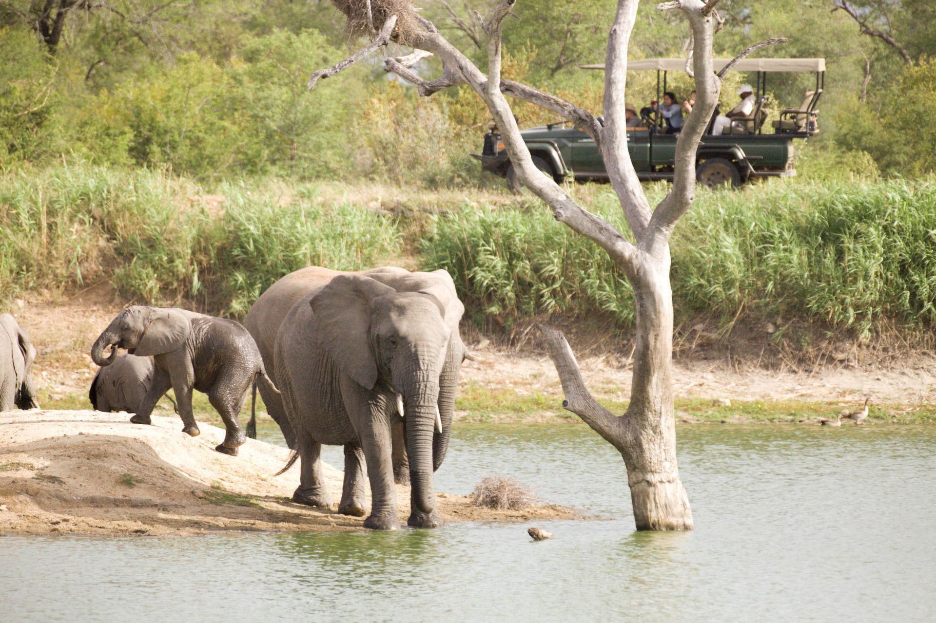 Elephants standing in shallow water near a tree, with a vehicle in the background.