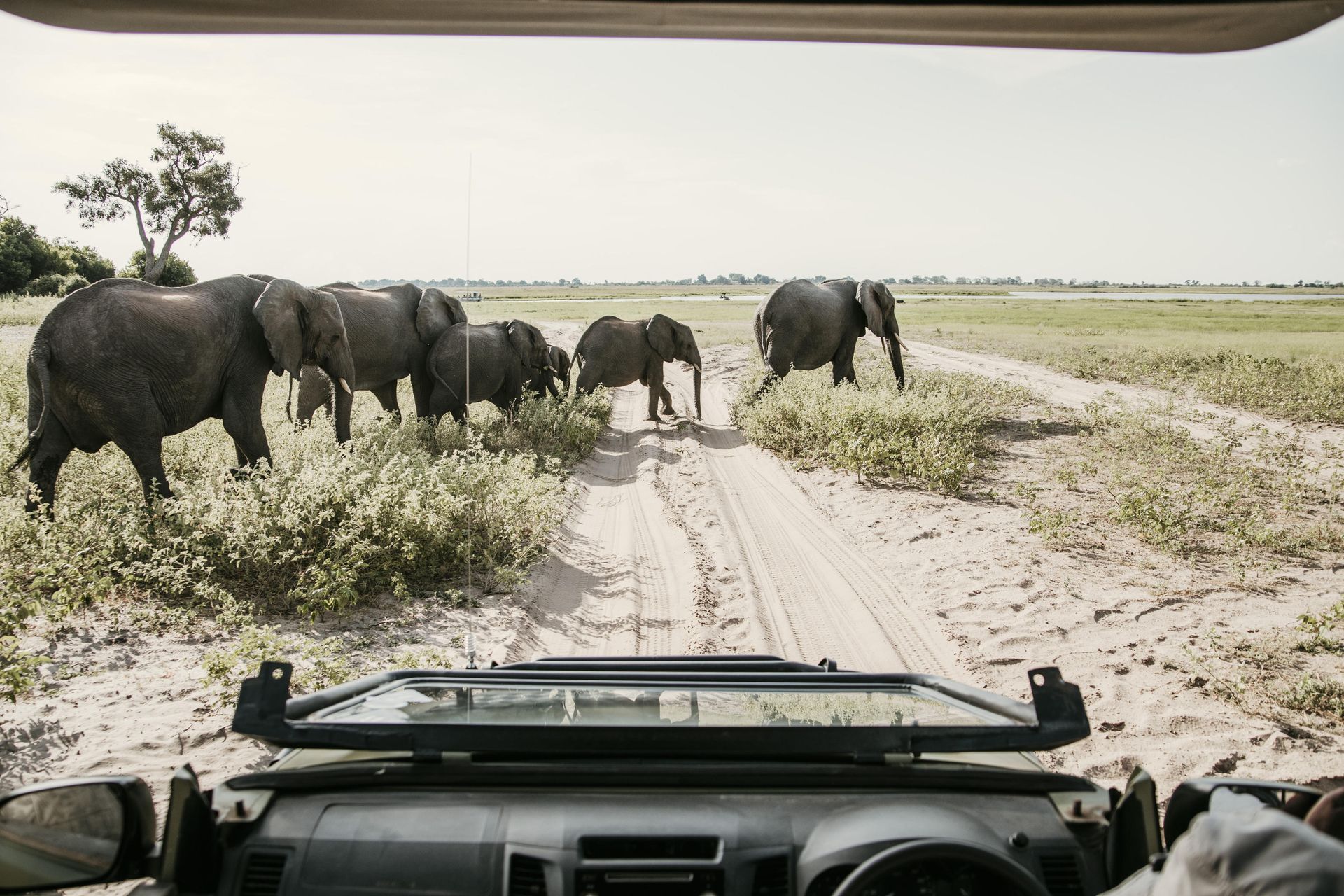 Elephants crossing a dirt road in front of a safari vehicle in a grassy plain.