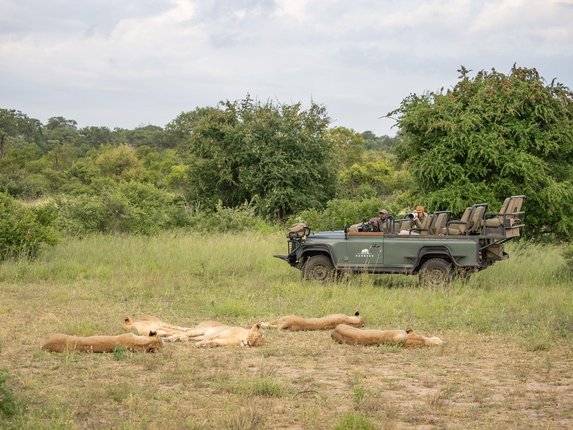 Safari jeep beside resting lions in grassy savanna