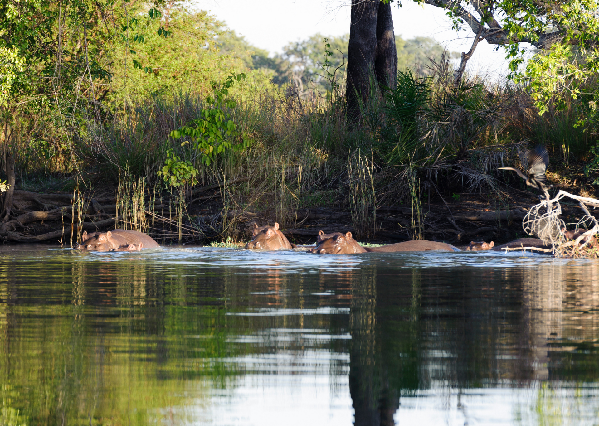 Hippos in a river, heads above water. Lush green trees and foliage line the bank.