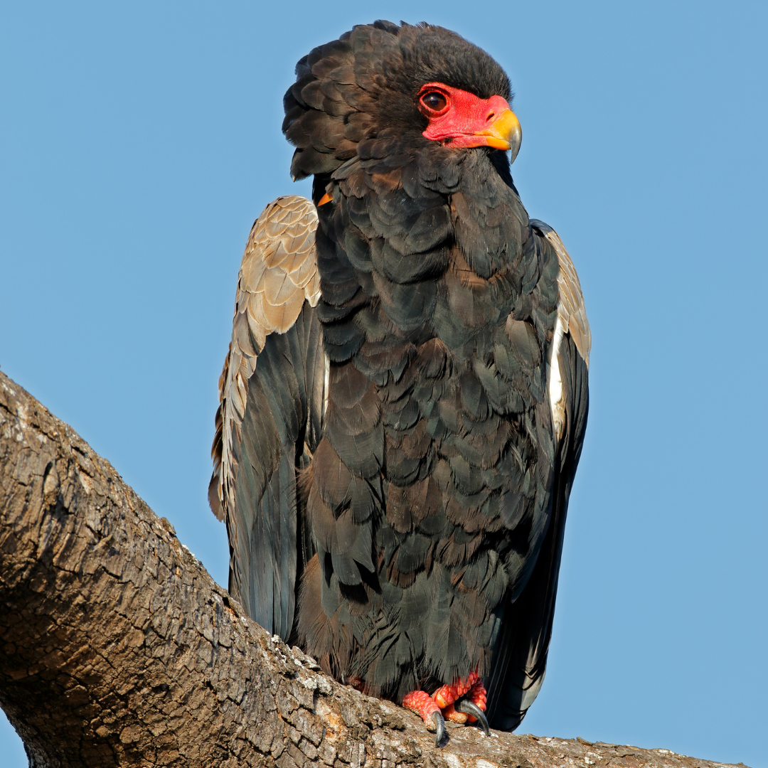 A bird with a red beak is perched on a tree branch