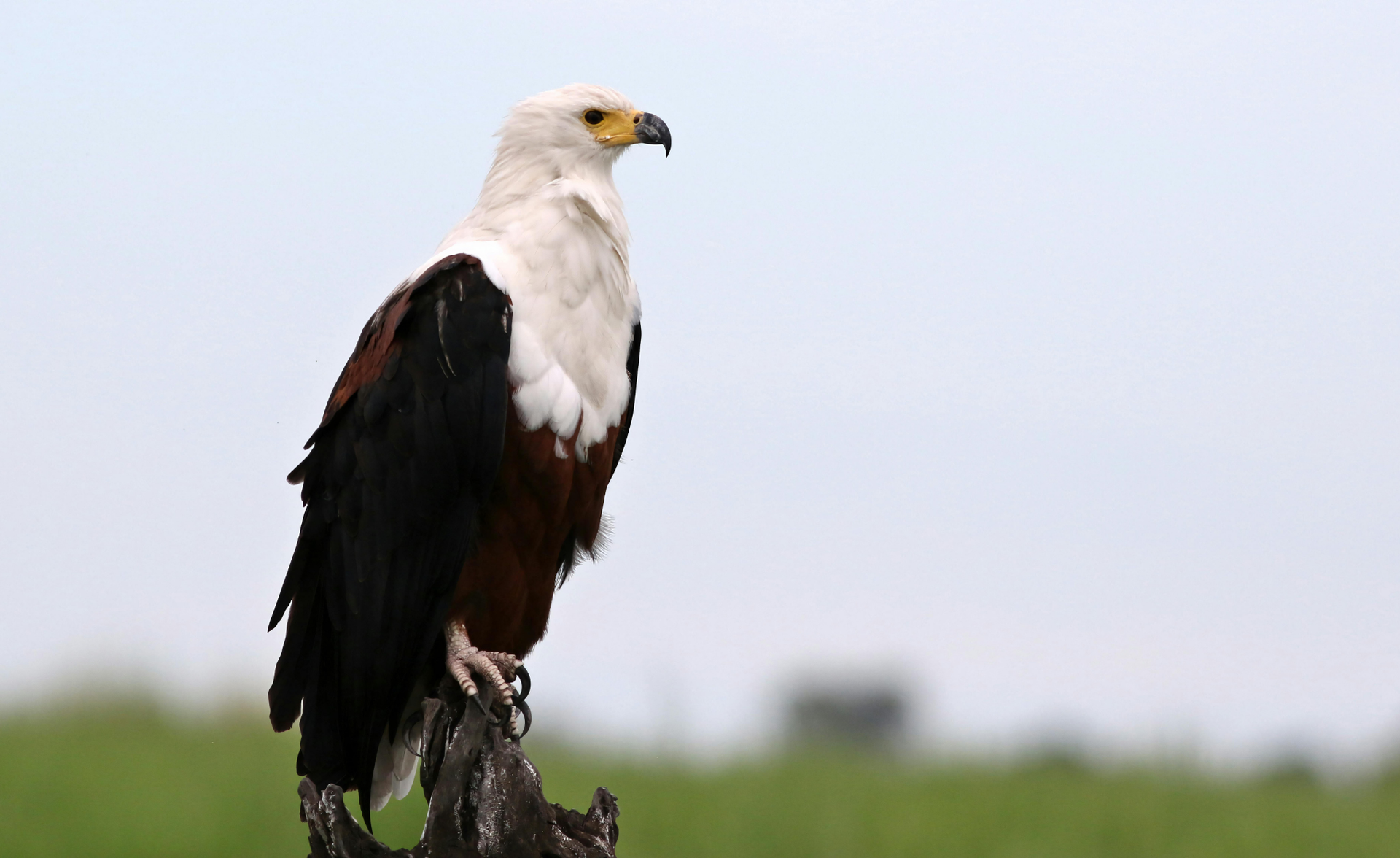 White-headed eagle perched on a stump in a grassy field under a pale sky