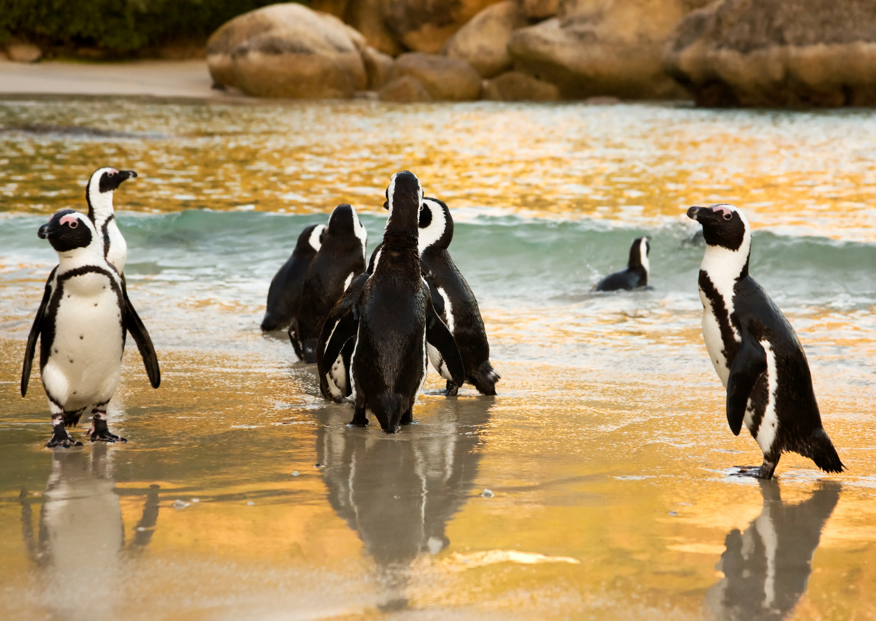 Penguins at Boulders Beach in Cape Town