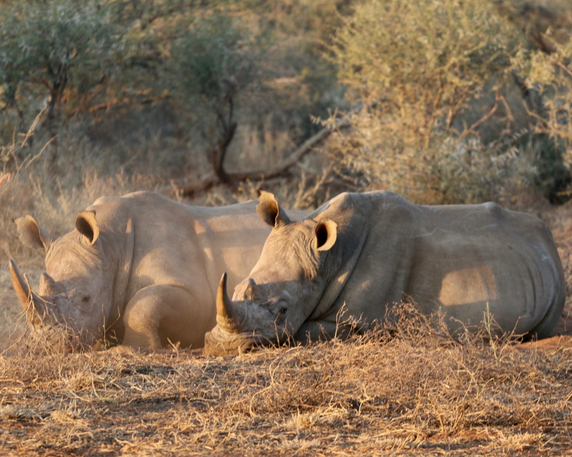 Malaria Free Safari