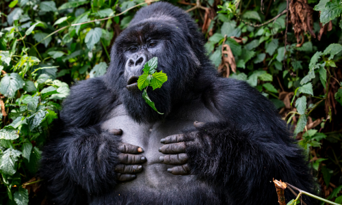 A gorilla is holding a leaf in its mouth and eating it.