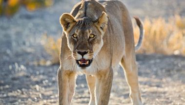 A lioness is walking down a dirt road with its mouth open.