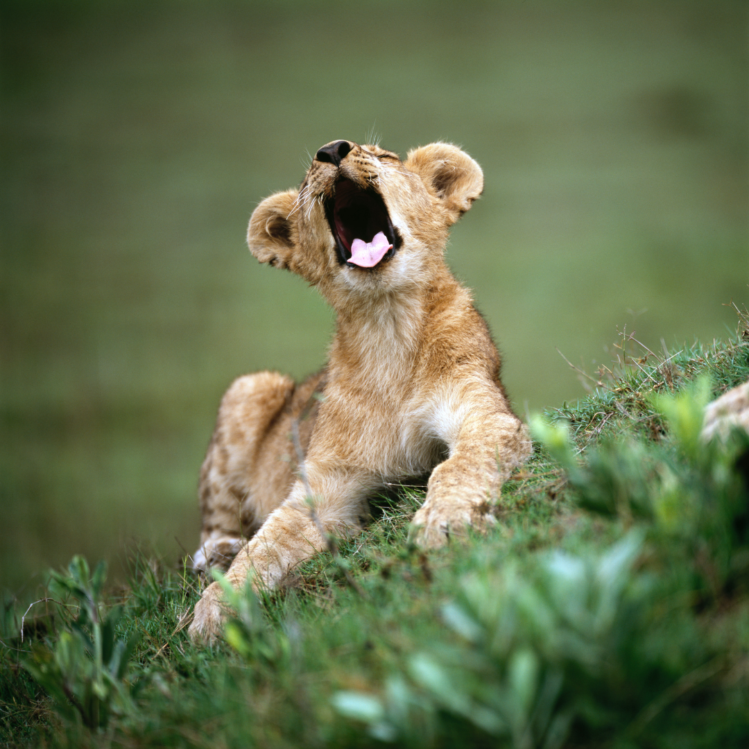 A lion cub is laying in the grass with its mouth open.