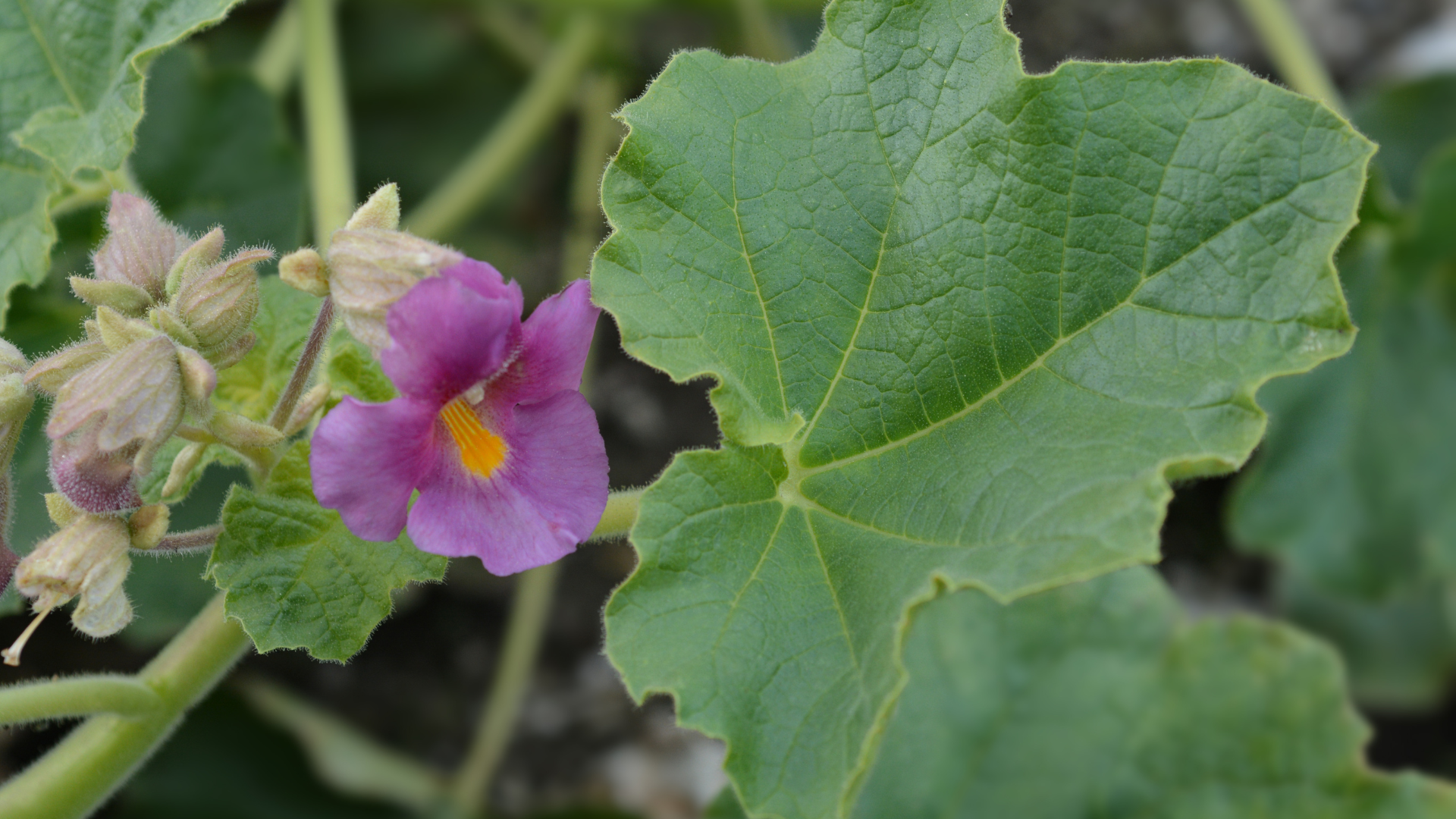 A close up of a purple flower on a plant with green leaves. Namibia Safari