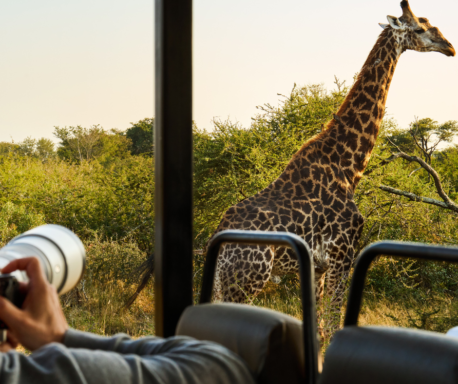 Person in safari vehicle photographing giraffe in African savanna.