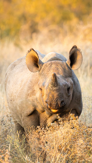 Black rhinoceros in golden-lit savanna, looking forward, with dirt on its hide.