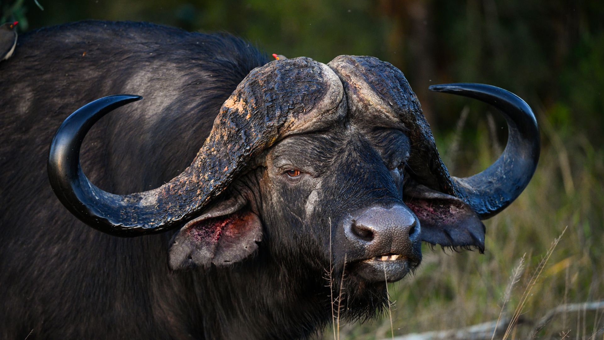 Cape buffalo with large, curved horns, wet fur, and a slight grimace.
