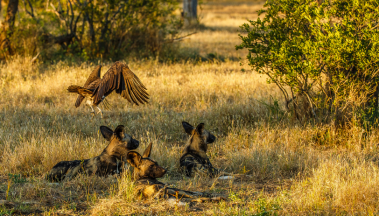 Zimbabwe Safari