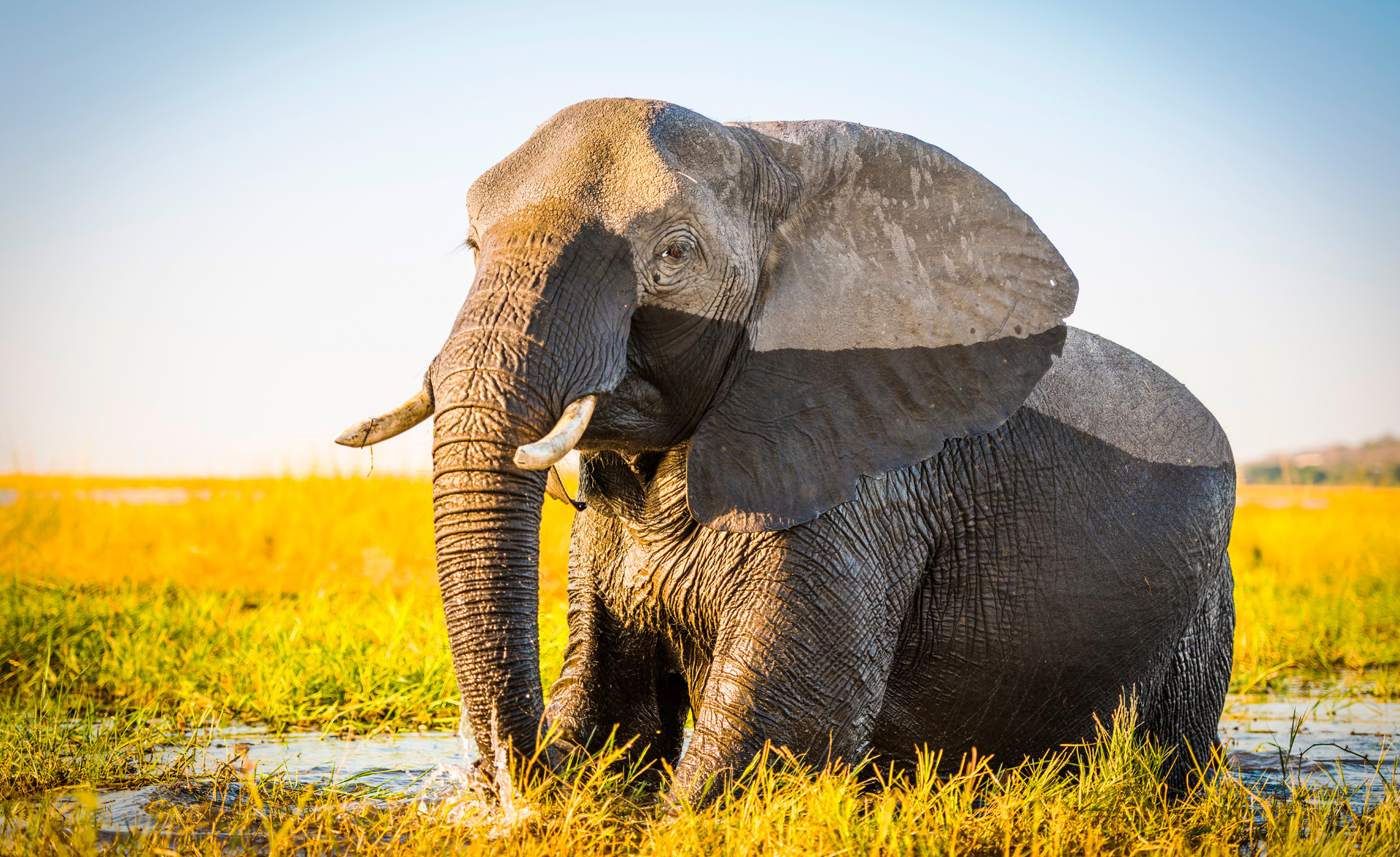 Elephant standing in a golden grassy field under a clear blue sky